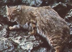Der Namensgeber: felis pajero